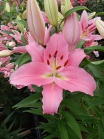 [5228 Striker 2N No01.JPG]